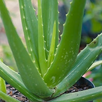 Ingrédient: Aloe Vera