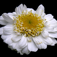 Ingrédient: Macerat Huileux De Camomille Romaine