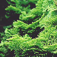 Ingrédient: Huile Essentielle De Cypres De Provence