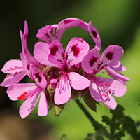 Ingrédient: Huile Essentielle De Geranium Rosat