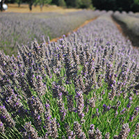 Ingrédient: Huile Essentielle De Lavandin Super