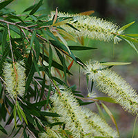 Ingrédient: Huile Essentielle De Tea Tree Ou Arbre A The