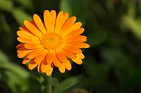 Ingrédient: Macerat Huileux De Calendula