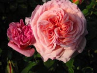 Ingrédient: Macerat Huileux De Rose De Damas