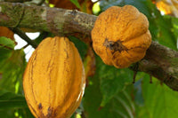 Ingrédient: Beurre De Cacao
