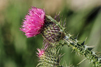 Ingrédient: Extrait d'huileux De Chardon Marie