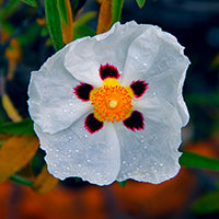 Ingrédient: Huile Essentielle De Ciste