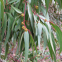 Ingrédient: Huile Essentielle D Eucalyptus Radie