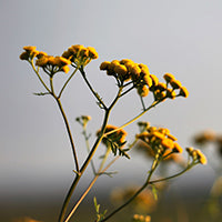 Ingrédient: Huile Essentielle D Helichryse Italienne Ou Immortelle