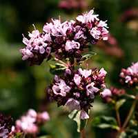 Ingrédient: Huile Essentielle De Marjolaine A Coquille