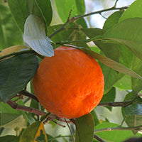 Ingrédient: Huile Essentielle De Petit Grain Bigaradier