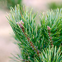 Ingrédient: Huile Essentielle De Pin Sylvestre