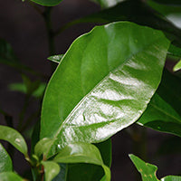 Ingrédient: Huile Essentielle De Ravintsara