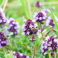 Ingrédient: Huile Essentielle De Thym Linalol