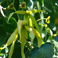 Ingrédient: Huile Essentielle D Ylang Ylang