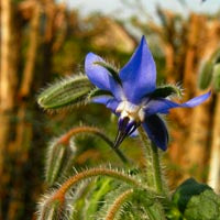 Ingrédient: Huile De Bourrache Vierge