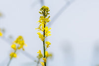Ingrédient: Huile De Cameline Vierge