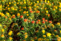 Ingrédient: Huile De Carthame Vierge