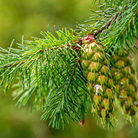Ingrédient: Eau Florale De Pin Douglas