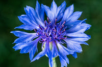 Ingrédient: Eau Florale De Bleuet