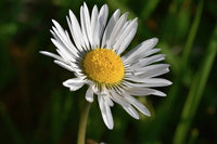 Ingrédient: Macerat Huileux De Fleurs De Paquerettes