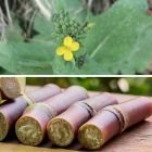 Ingrédient: Conditionneur Vegetal